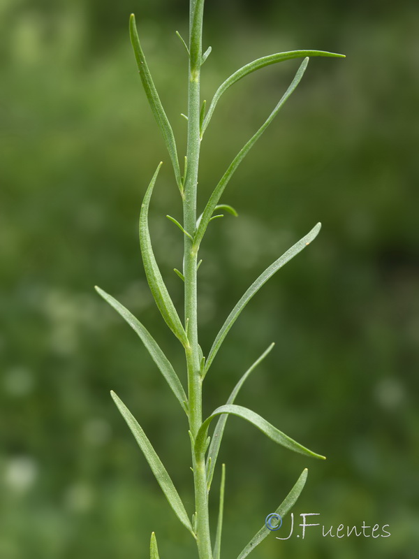 Linaria gharbensis.05