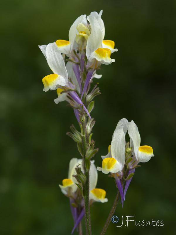 Linaria gharbensis.06
