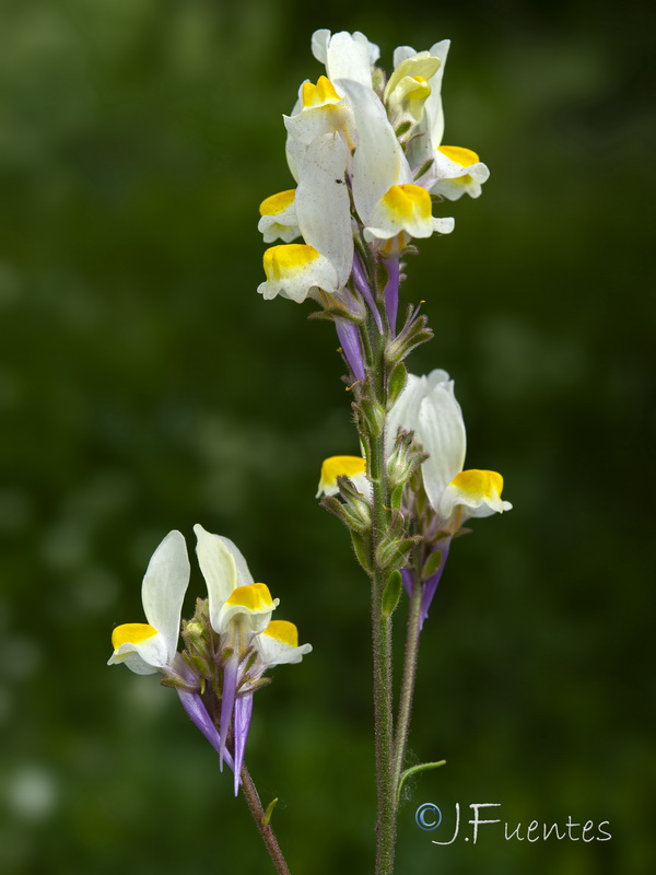 Linaria gharbensis.07
