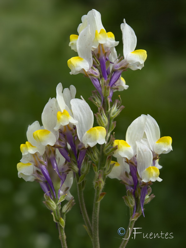 Linaria gharbensis.08