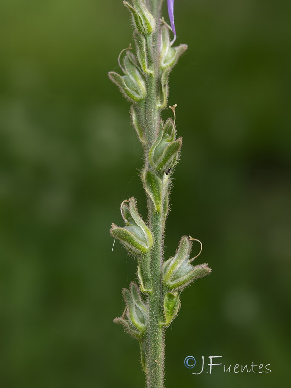 Linaria gharbensis.09