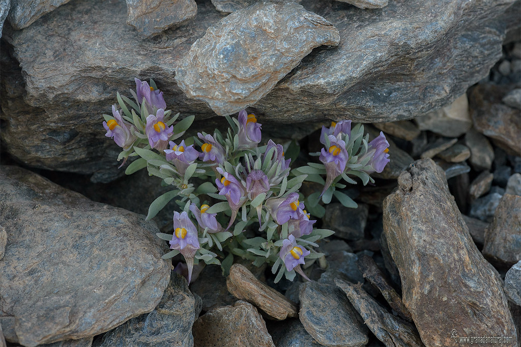Linaria glacialis
