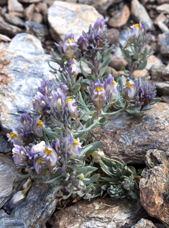 Linaria glacialis.02