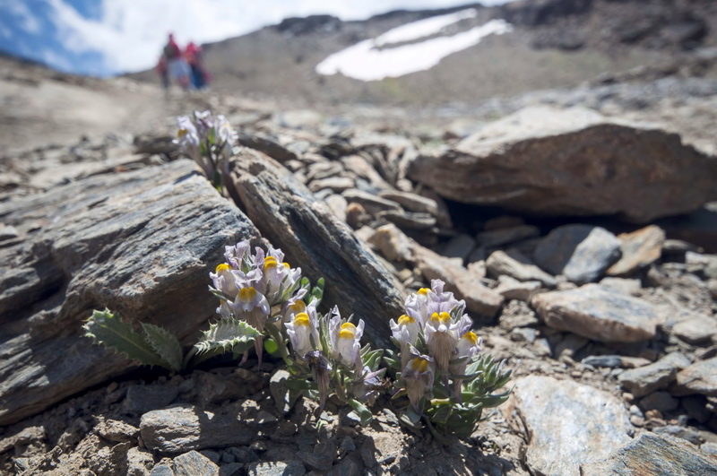 Linaria glacialis.18