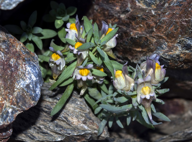 Linaria glacialis.06
