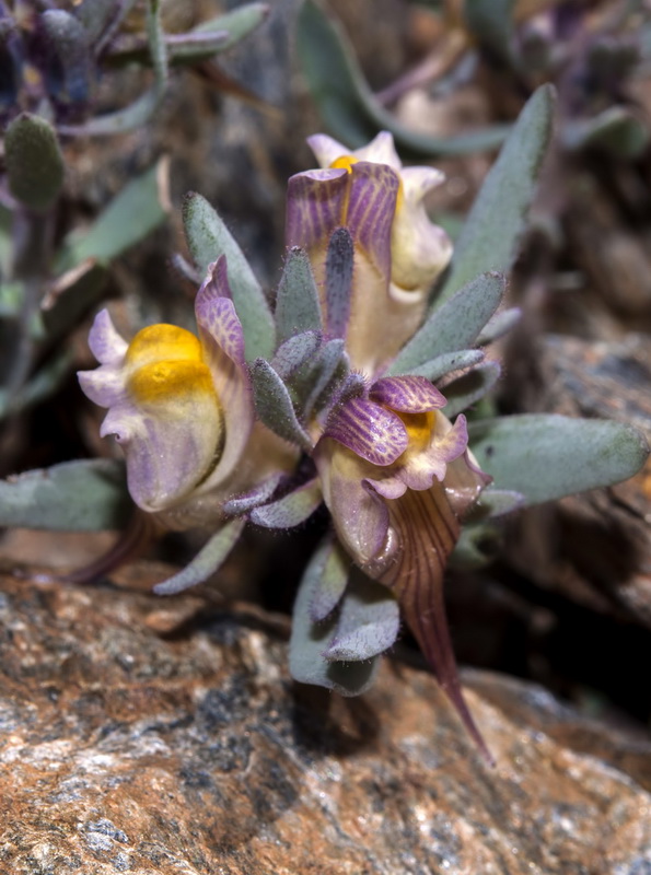 Linaria glacialis.09