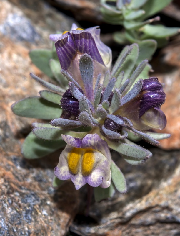 Linaria glacialis.10