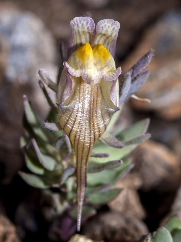 Linaria glacialis.11