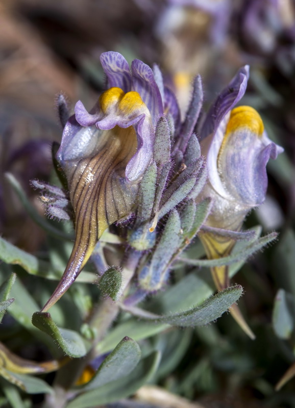 Linaria glacialis.12