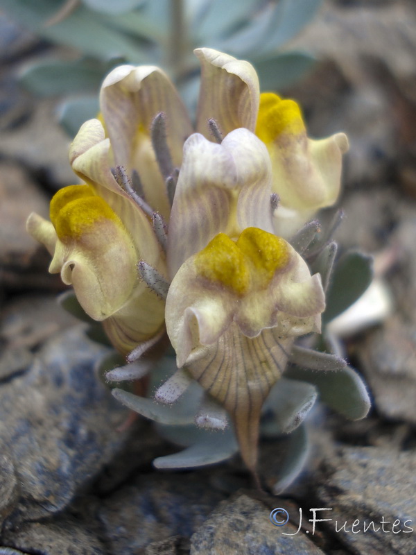 Linaria glacialis.14