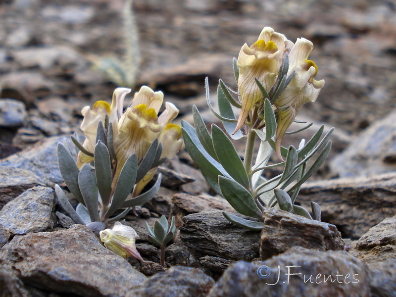 Linaria glacialis.15