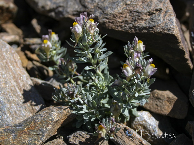 Linaria glacialis.18