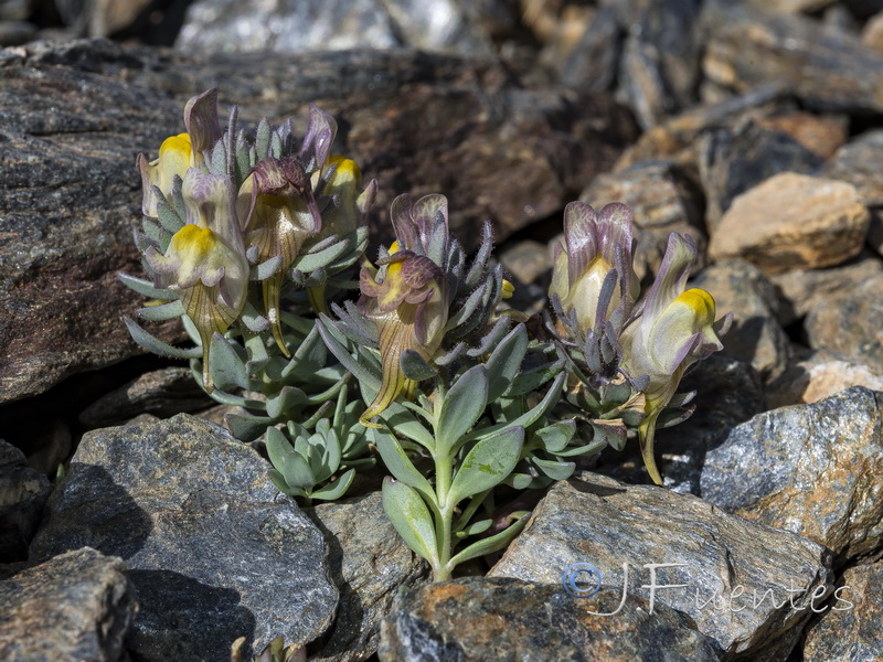 Linaria glacialis.20