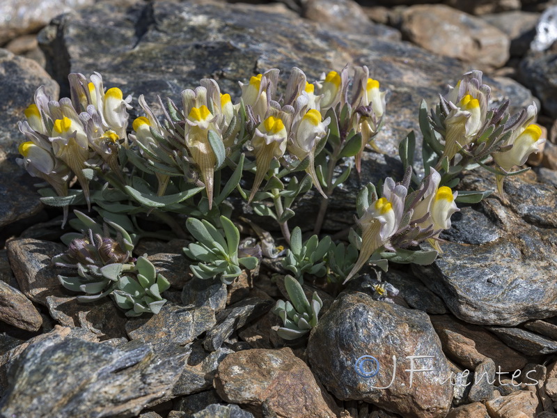 Linaria glacialis.24
