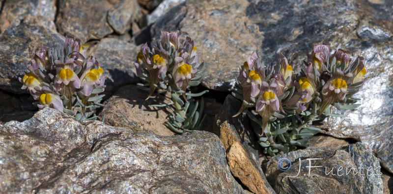 Linaria glacialis.25