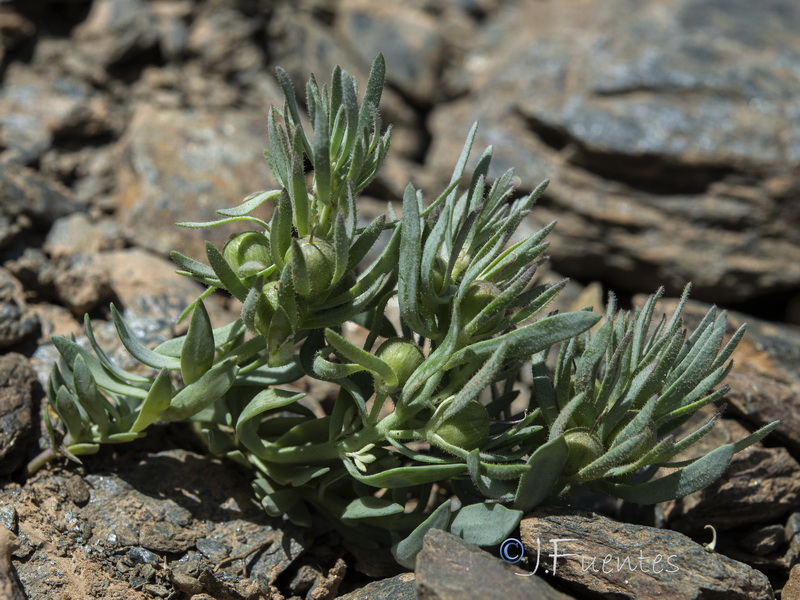 Linaria glacialis.29