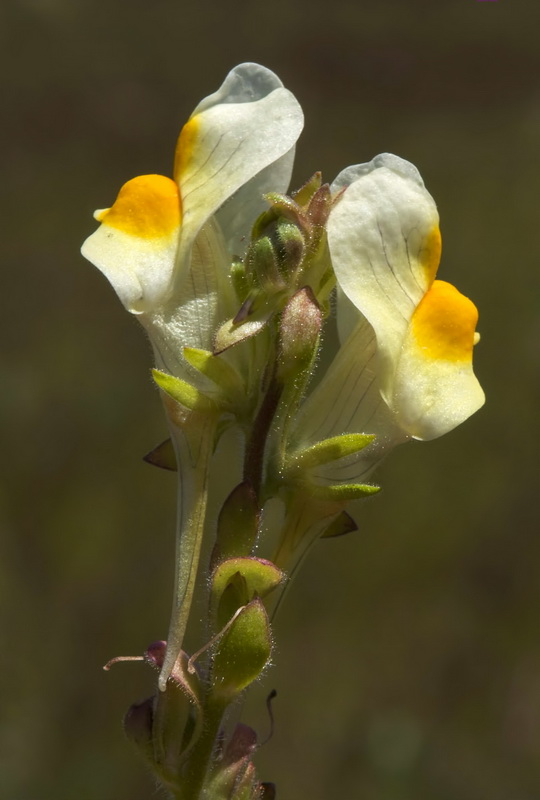 Linaria hirta.14