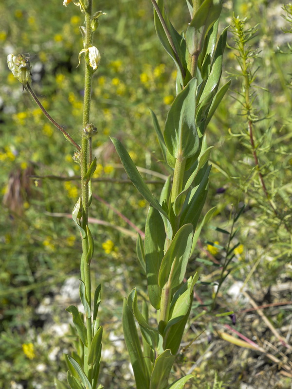 Linaria hirta.23