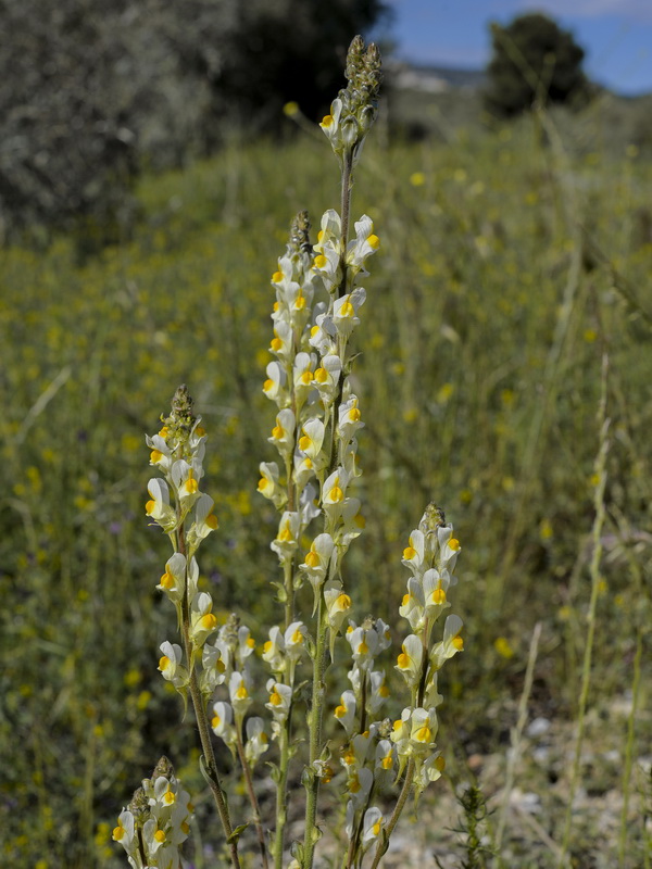 Linaria hirta.25
