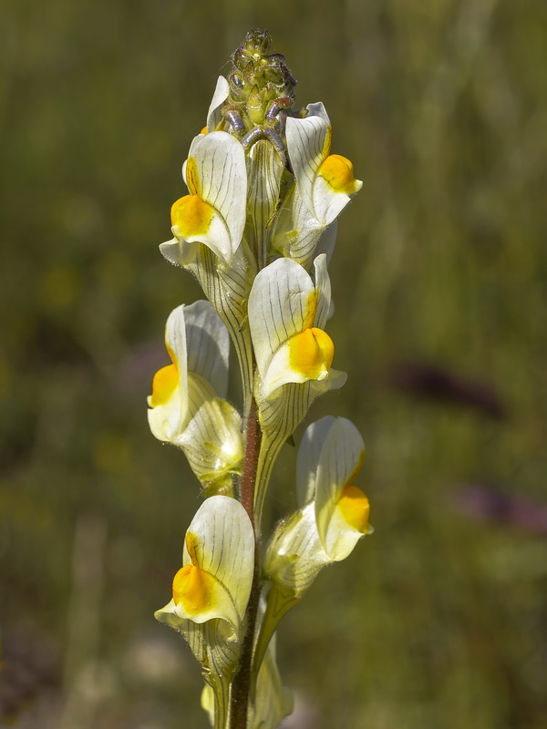 Linaria hirta.26