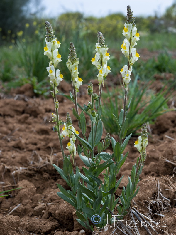 Linaria hirta.22