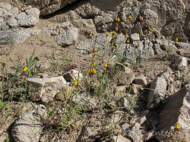 Linaria huteri.01