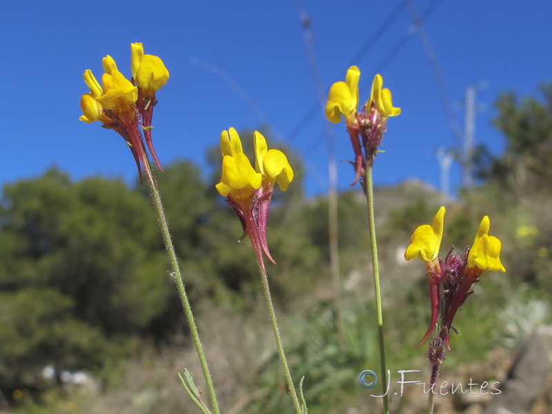 Linaria huteri.03