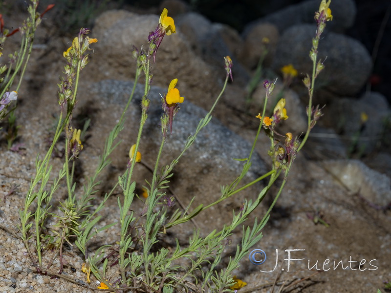 Linaria huteri.05