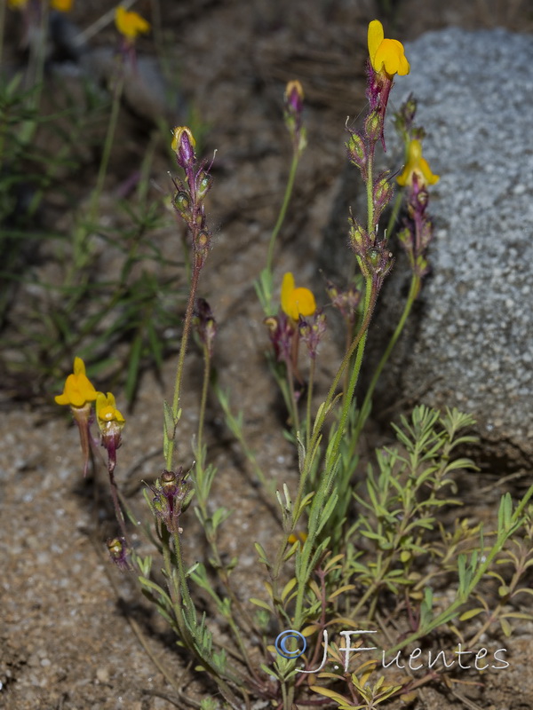 Linaria huteri.06