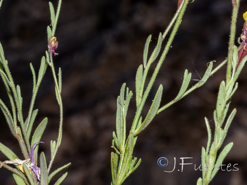Linaria huteri.07