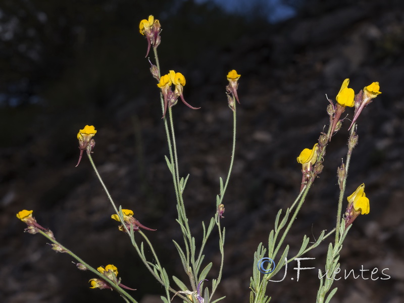 Linaria huteri.08