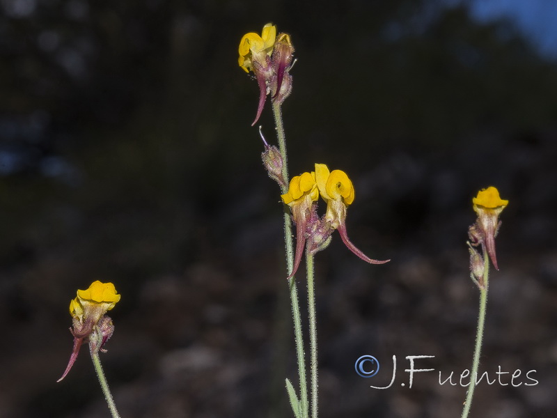Linaria huteri.10
