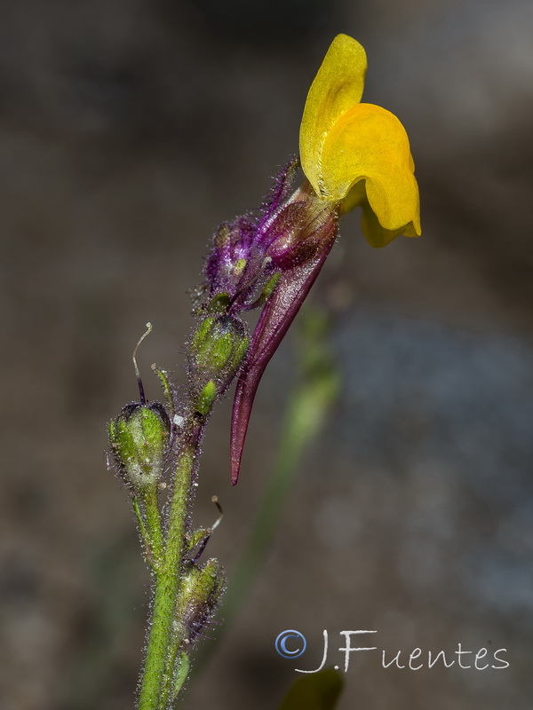 Linaria huteri.12