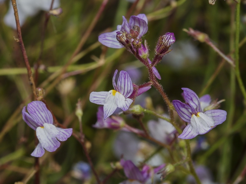 Linaria incarnata.04