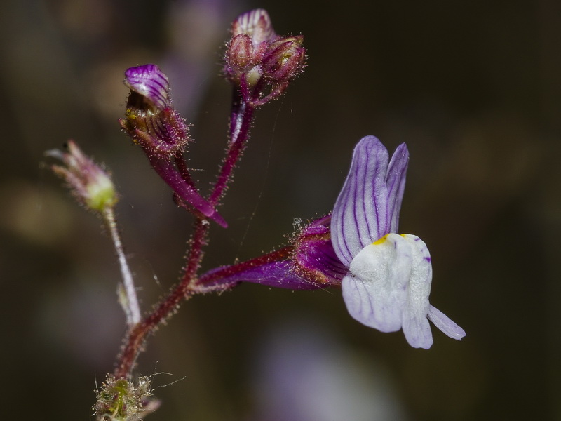 Linaria incarnata.05