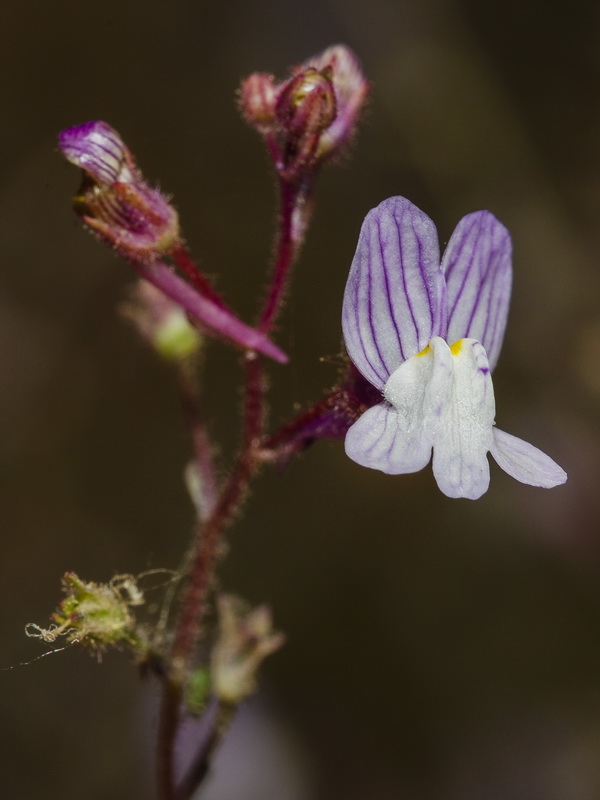 Linaria incarnata.06