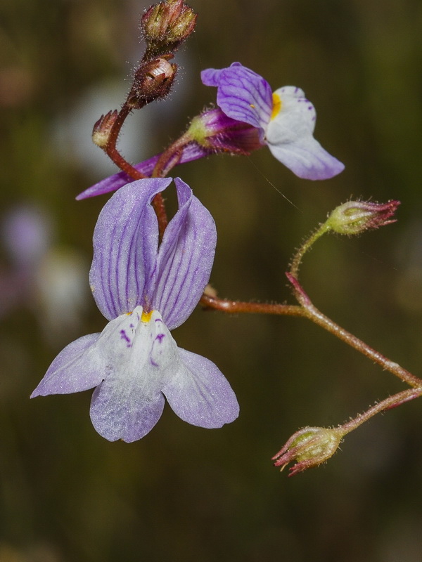 Linaria incarnata.07