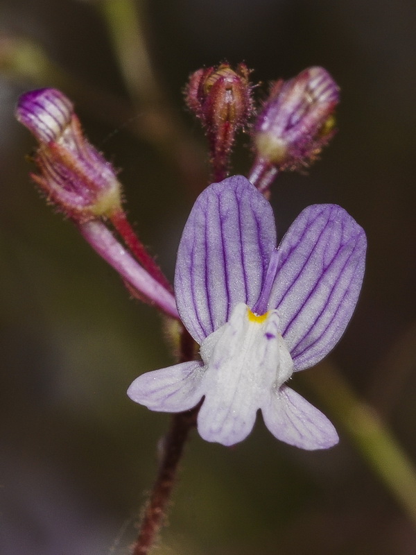 Linaria incarnata.08