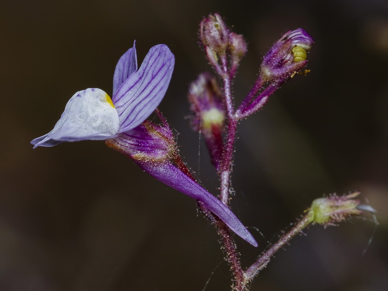 Linaria incarnata.10