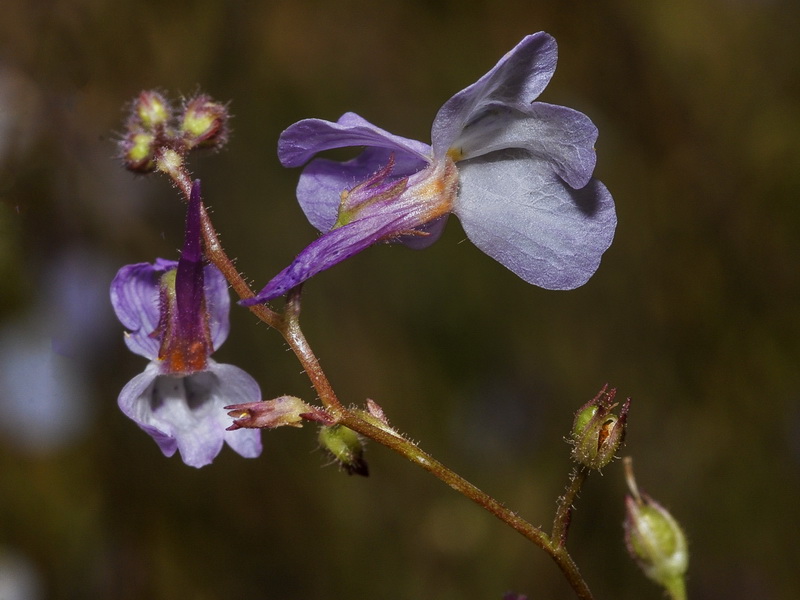 Linaria incarnata.11