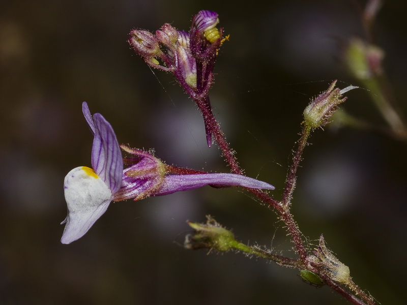 Linaria incarnata.12