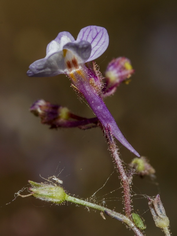 Linaria incarnata.13