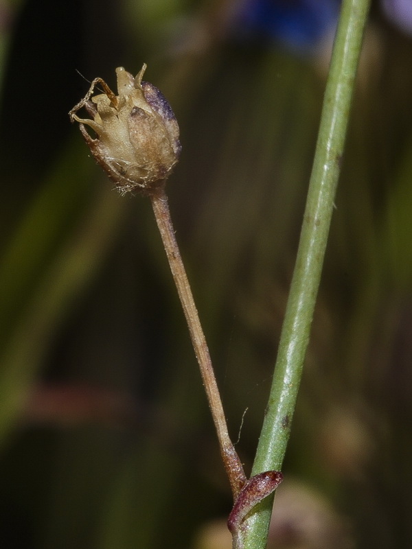 Linaria incarnata.14