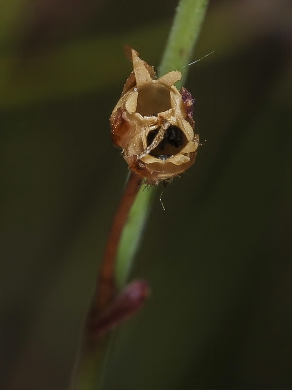 Linaria incarnata.15