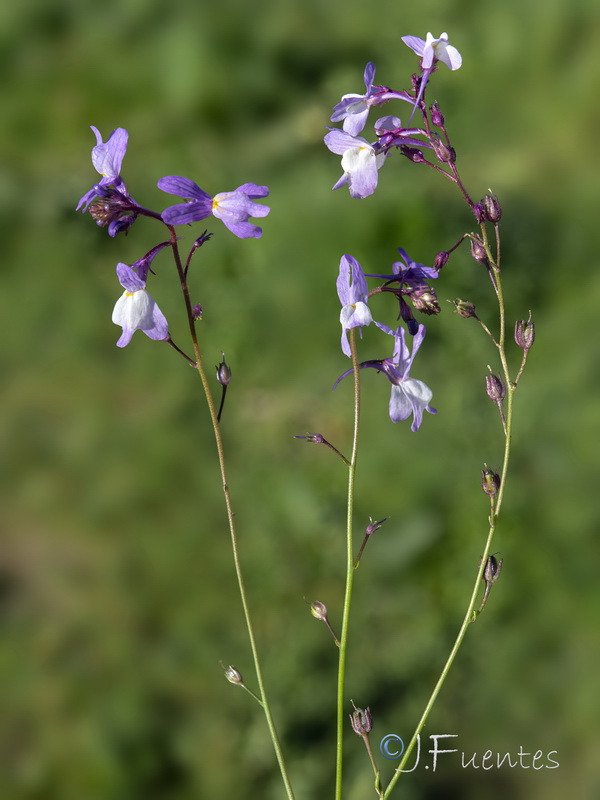 Linaria incarnata.16