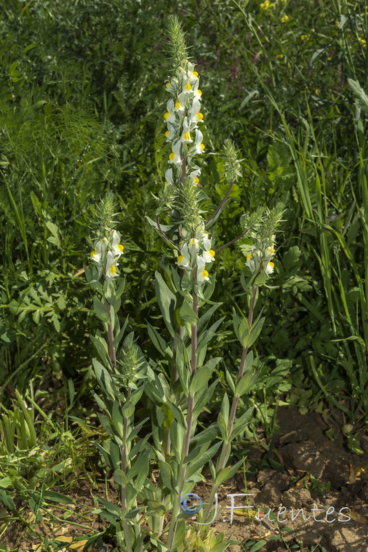 Linaria latifolia.02