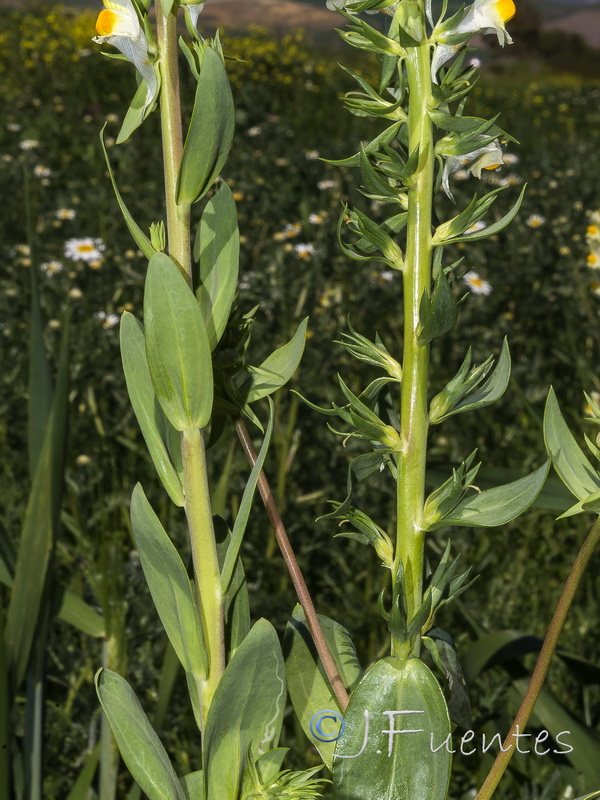 Linaria latifolia.04