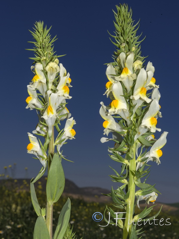 Linaria latifolia.06