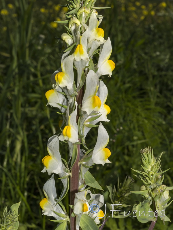 Linaria latifolia.07