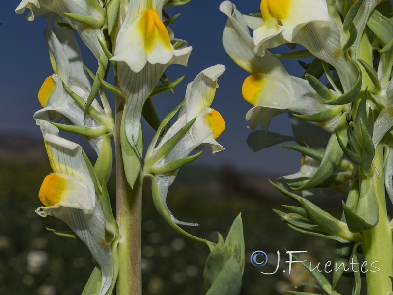 Linaria latifolia.09